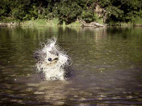 animales rio Perro secandose