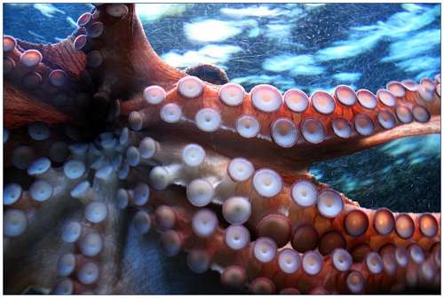 pulpo Pulpo