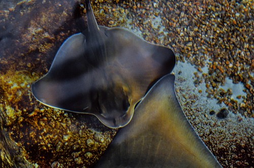 especie Chuco en el acuario 