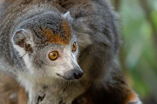 selva Lemur