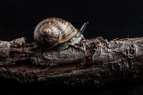 shell Caracol
