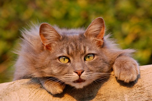 parte del cuerpo Felino a punto de cazar 