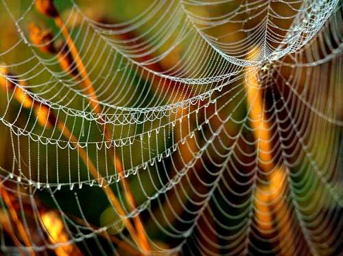 seda vista de cerca de una telaraña