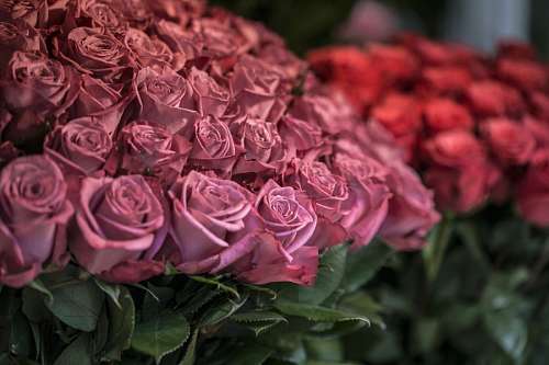 fragancia Rosas