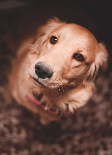 razas Retrato de un golden retriever mirando a la camara