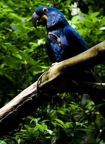 iguazu Guacamayo azul en Foz de Iguazu, Brasil