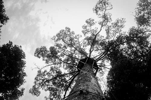 selva Arbol
