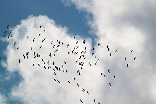Bandada de Pajaros 