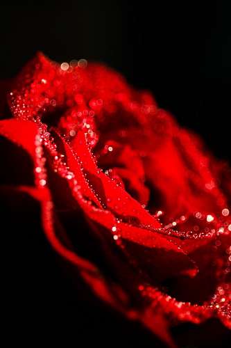 pasion Rosa Roja con rocio sobre fondo negro