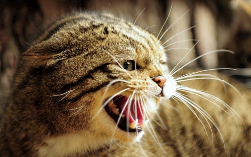 Gato enfurecido mostrando sus dientes