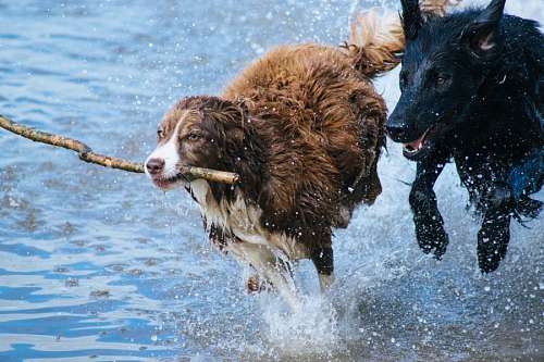 fondos de pantalla 4k Perros jugando en el agua con una rama