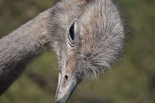 aves Avestruz