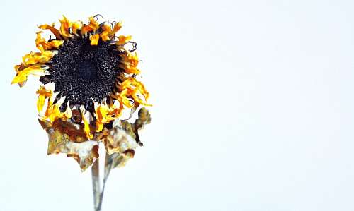 marcha girasol seco