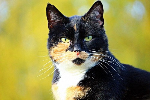 Primer plano de gato de la suerte