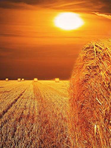 pez Atardecer en el campo