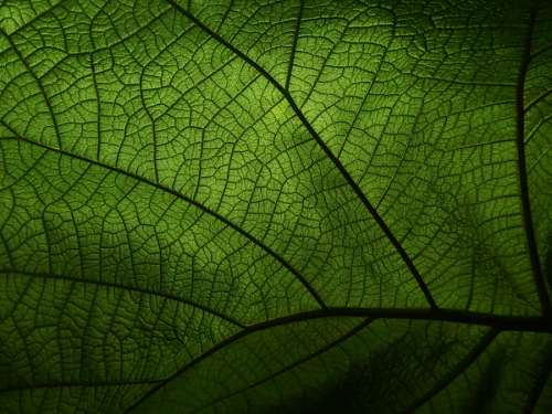 Textura de una hoja de planta en primer plano