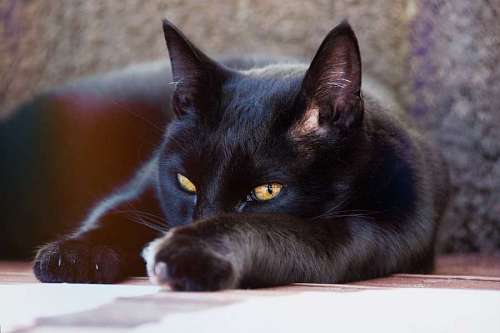 acostado Gato negro