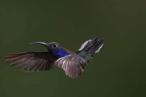 aves Colibri