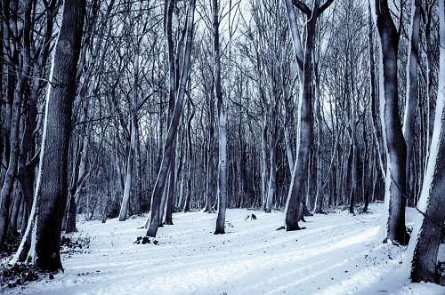 Bosque Nevado
