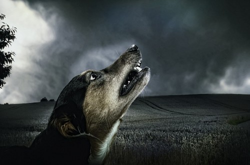 recortable Pequeño perro mestizo aullando al anochecer