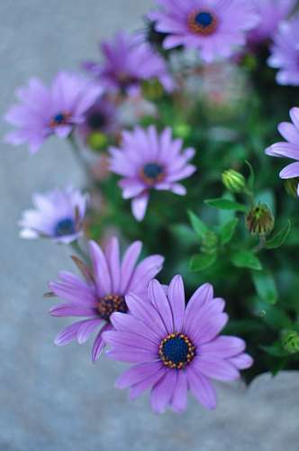 Osteospermum púrpura