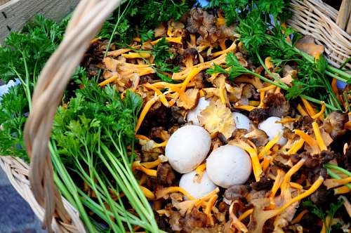 hongo, hongos, champignone, champignones, naturale