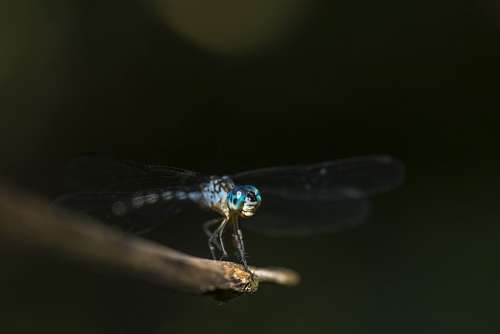 dragon Libelula