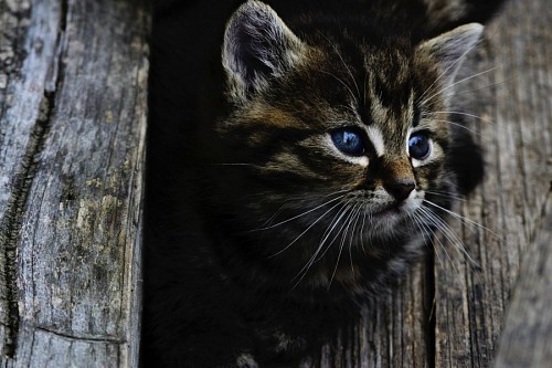 fondos de pantalla 4k Gatito entre troncos de arboles