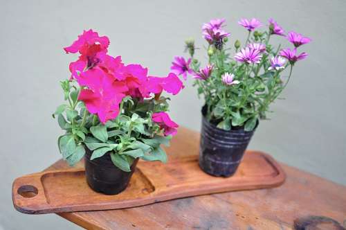 Flores de jardín