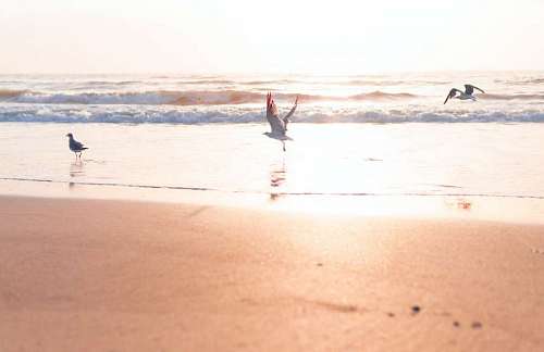Gaviotas volando en la playa al amanecer
