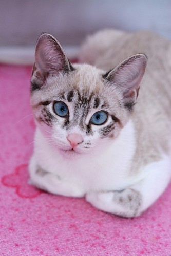 parte del cuerpo Dulce gatito siames sobre alfombra rosa