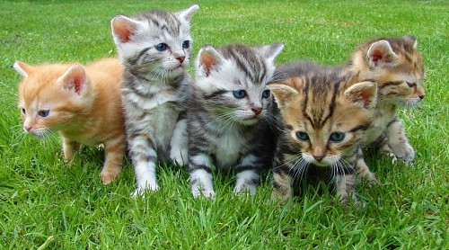 Manada de gatitos sobre el cesped