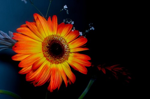 grado de color Gerbera con fondo Oscuro