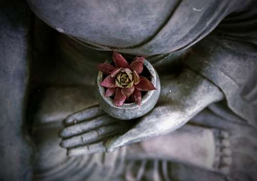 equilibrio flor de loto