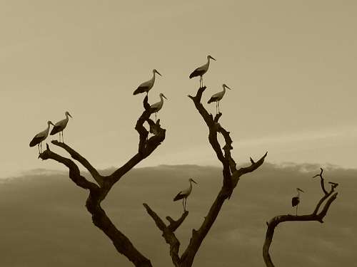 aves Aves           