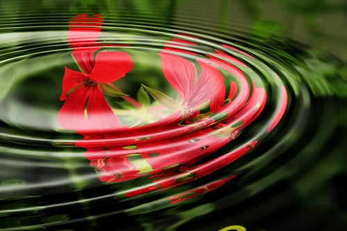 fotos gratis Flor de Geranio para fondo de pantalla