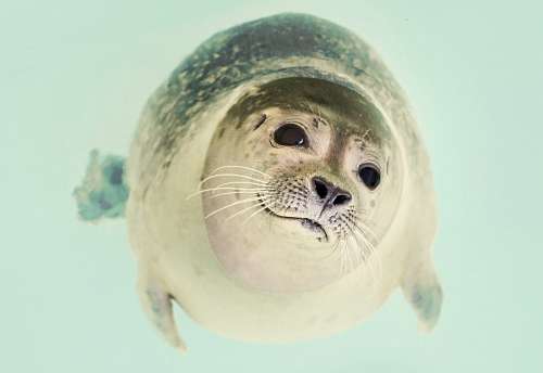Foca