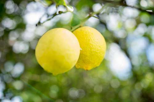 limon Limones en una rama del limonero