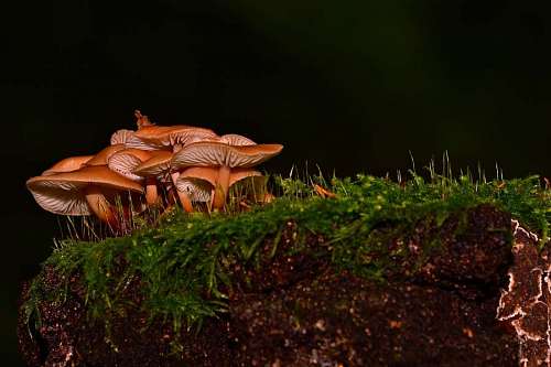 ecologia primero plano de hongos sobre un pedazo de tierra