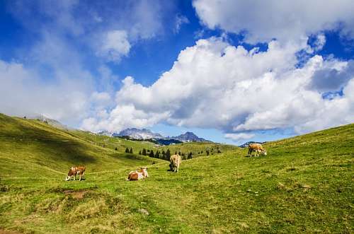 vacuno Vacas pastando