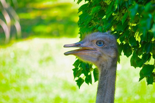 aves Perfil de avestruz 
