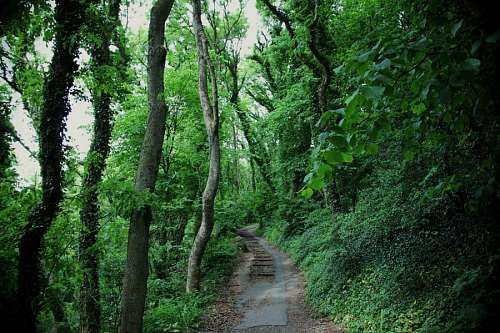 selva Caminio en la Selva