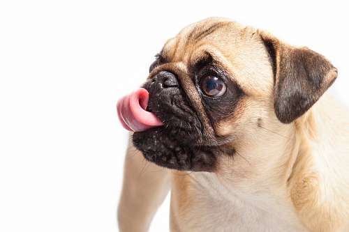 lengua Pug Carlino