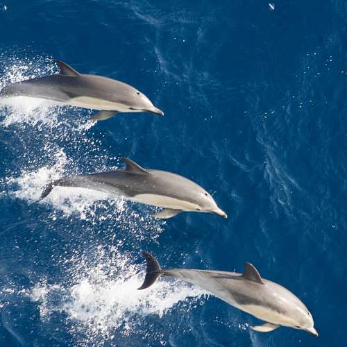 dolar Delfines