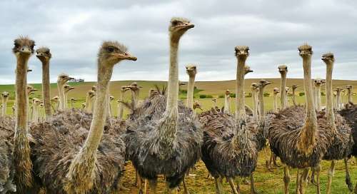 aves Avestruces