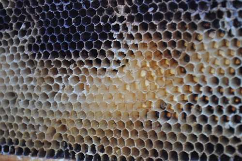 panal Panal Abejas