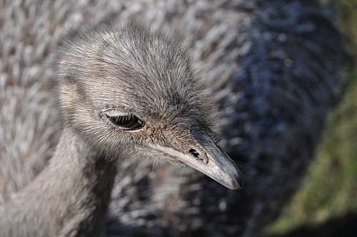 aves Avestruz