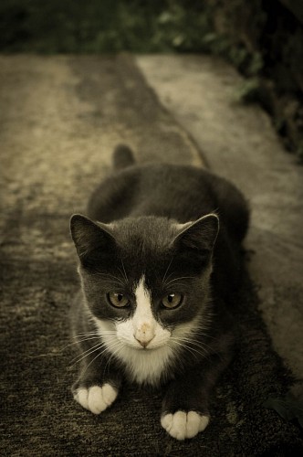 Tierno felino gris y blanco