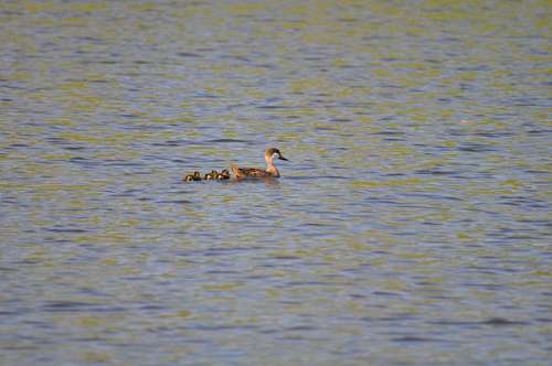 patito Pato con Crias
