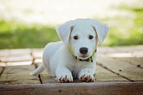 fotos gratis Tierno cachorro blanco 